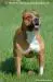 Rocco