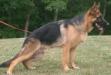 Pyro at 7mos old