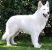 Benji Lords Of The White Shepherd