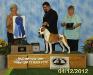 National BISS BIS Multi CH AKC GCH Alpine's Catch Me If You Can