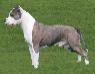 AKC CH, Mex CH, Int'l CH, Multi BISS, Multi BIS Sierra's Doc Holliday