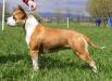 HCH, HSCH Tiara Rockstone
