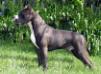 CH PRM, CAC, CACIB Dandi King of Ring's