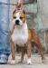INTCH, JCH SRB,CH SRB BG SVK,CLUB WINNER Rexton Long Step
