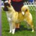 AKC CH Mystik's Born-Ta-Sho