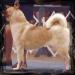 AKC CH Jomar's Lady Lily Aspenleaf