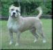 CH Hilltop's Lawless Wandyl