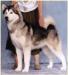 CH. Keikewabic's Tundra Rainsong