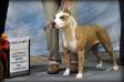 GCH AKC/UKC Blue Nile's She Tells No Tales