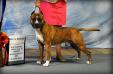 MBISS/BIS AKC GCH Aj Artillery's Party Boy