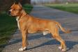 MULTI CH Michl R California Redboy