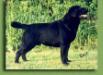 AKC CH Empress Big Skys Blood And Guts