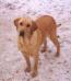 Rumajas Amber Sky Pride And Joy