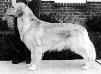 CH Golden West Miramichi Mariah