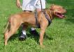  Little John's Red Tyson (APBT)