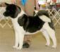 AKC CH Walk The Line At OPR-Shichi