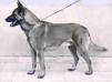 RE Leopar (Malinois)