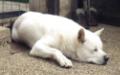 INT'L/AUT/SK/HU CH Chris-Akita Nanook