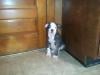 Bruiser's Collette Holloway 5 ( Holloway Bulldog )