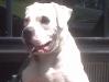Chattnooga Chew Chew's Pookie