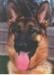 Maddie vom Mittelwest