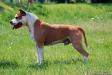 INT CH. MULTI CH. KENTUCKY JACK z Grabskiego