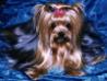 CH Ron-Del's Lil'Bita Extra Special