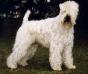 CH INT,GER,AUS Wheaten Rebel'S Sir Charly