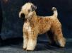 CH GER Wheaten Rebel'S Beauty