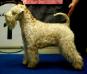 INT/CHRUS/BEL/BALTIC Wheaten Rebel'S Evolution