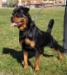  Condor Miracle Rott