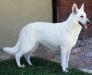  Angelic's Lucky Charm of Eclipse