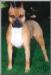 AKC/UKC CH Cloverhills Best Kept Secret