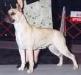 AKC CH UKC GRCH Hilltop's The Secrets Out!