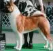 AKC CH Kuroi Kao Mystik R Legend Moves Forward