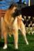 BLR GCH, BLR/RUS/BREED CH Moonlight's Rajan Of Caxlemar