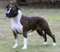 CH. Great Amstaff's good as diamond