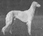 Bedouin Caliph