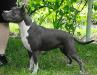 CH Ukrainian Beauty S Almaznogo Ostrova