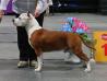 MULTI CH, GRCH, INTCH Zolotoi Angel Hranitel Champion of Ring