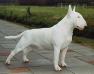 INTL CH Grisse Basse Charming White Devil