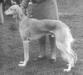 burydown pasha