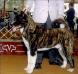 AKC CH Miisan's Enter The Dragon