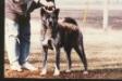 AKC CH Sanmark Mare Tenshi-Go