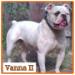  Aztec Bullyz Vanna II
