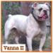  Aztec Bullyz Vanna II