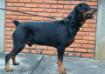  Jogama's Rott Niko