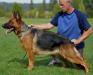Yuca Vom I Guard International