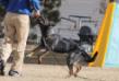 Xandra American Defender K-9
