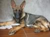 buster of besprens a.k.a. cuervo